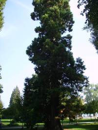 Mammutbaum im Stadtgarten